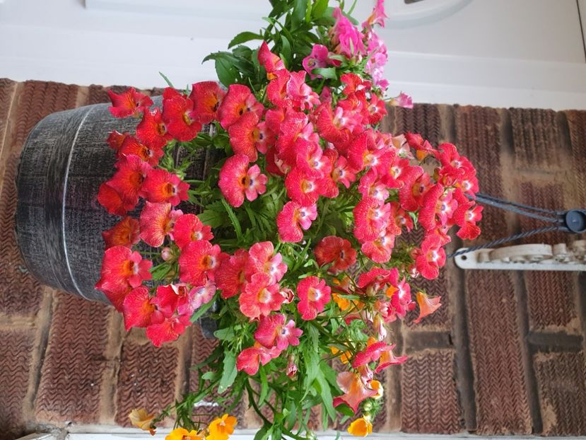  - 0 Nemesia 2024