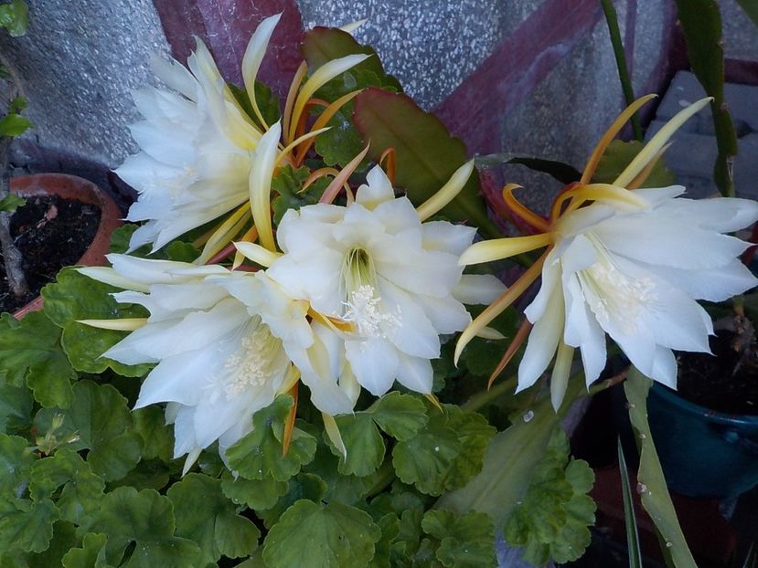 - Genul Epiphyllum