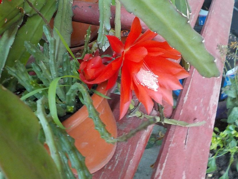  - Genul Epiphyllum