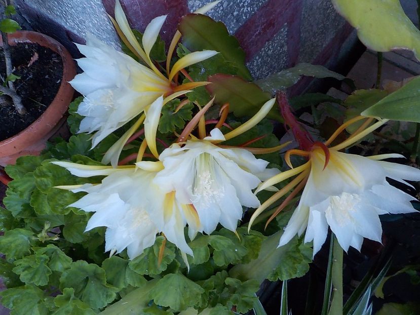  - Genul Epiphyllum
