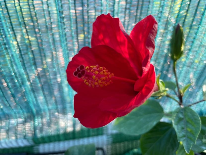  - 001 - Hibiscusi 2024 - 1