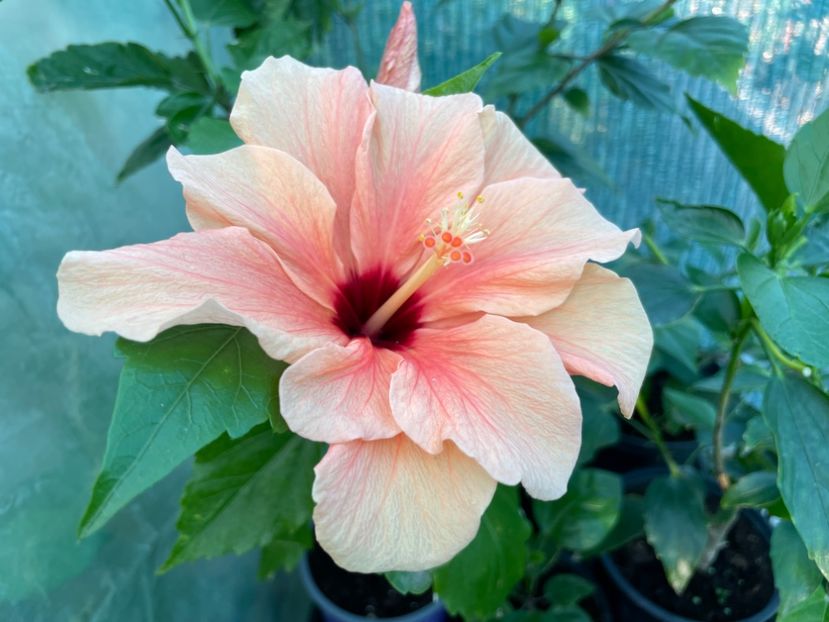  - 001 - Hibiscusi 2024 - 1