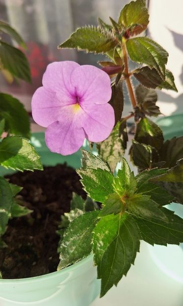 13. Blue Swan - 15 Achimenes 2024