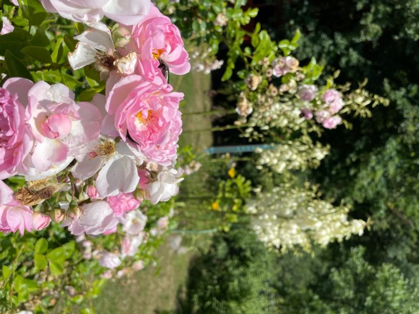  - Gradina 2024