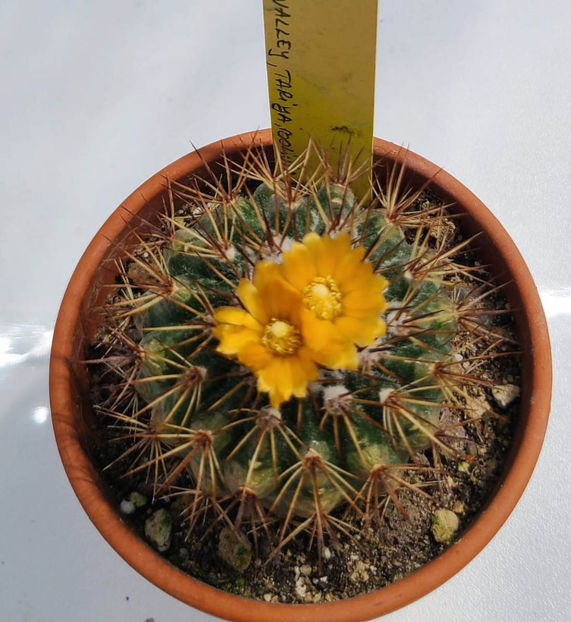 Parodia hegeri - Parodia hegeri