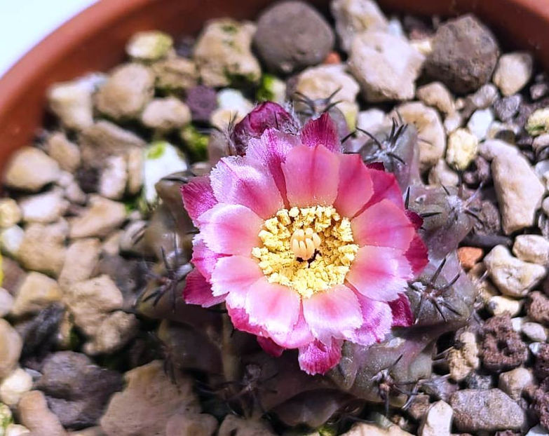 Eriosyce caligophila - Eriosyce caligophila