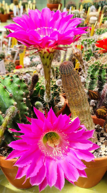 Echinopsis hb Maria Piazza - Echinopsis hb Maria Piazza