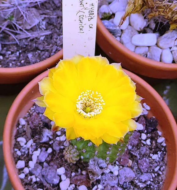 Echinopsis hb cv CANDLELIGHT - Echinopsis hb cv CANDLELIGHT