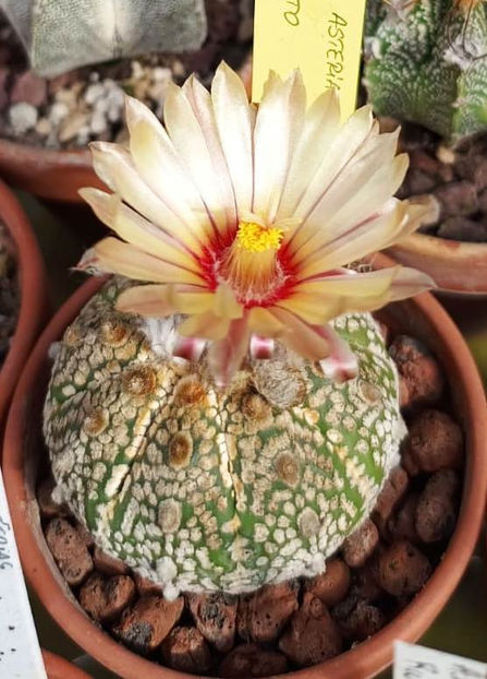 Astrophytum asterias cv Superkabuto - Astrophytum asterias cv Superkabuto