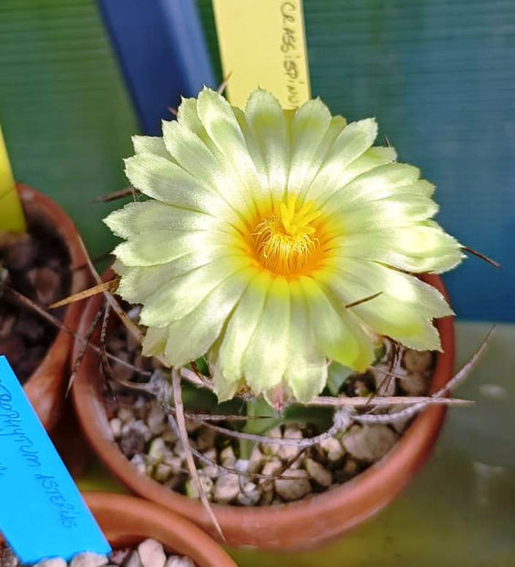 Astrophytum capricorne var crassispinum - Astrophytum capricorne var crassispinum