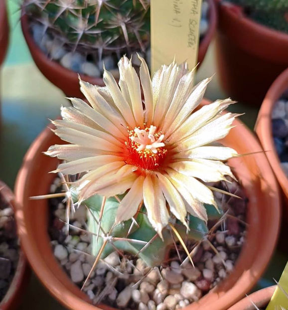 Coryphantha scheeri - Coryphantha scheeri