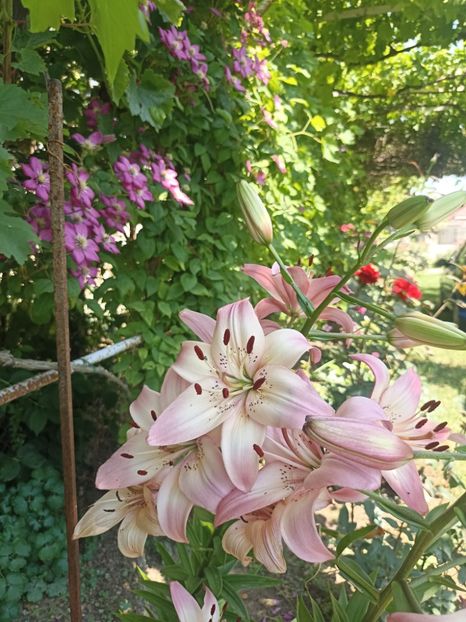 17.06 - gradina 2024
