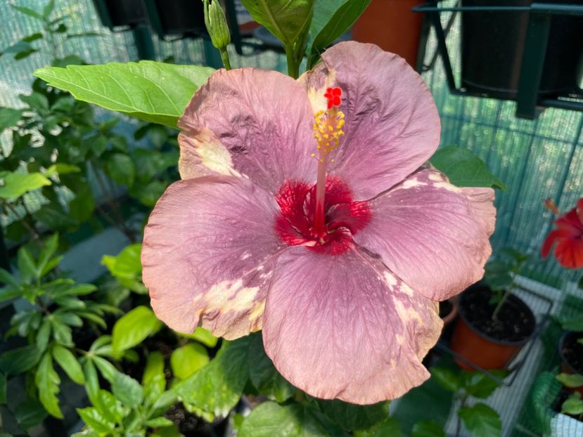  - Luv -Posog- Memories