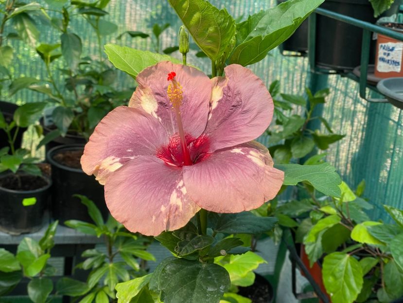  - Luv -Posog- Memories