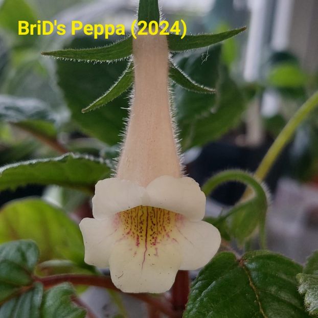 Img.2024.06.13 - Sinningia din semințe hibrizi Dna Dietze 2024