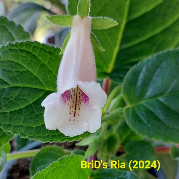 Img.2024.05.21 - Sinningia din semințe hibrizi Dna Dietze 2024