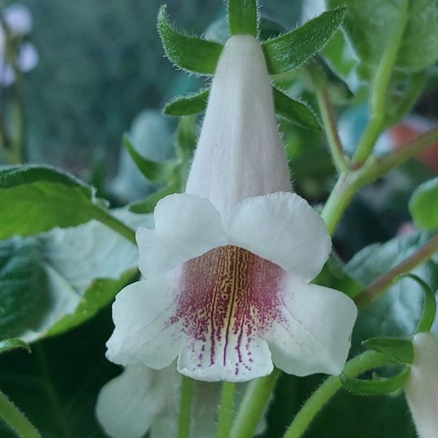 IMG.2024.06.13 - Sinningia din semințe hibrizi Dna Dietze 2024