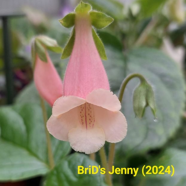 Img.2024.06.17 - Sinningia din semințe hibrizi Dna Dietze 2024