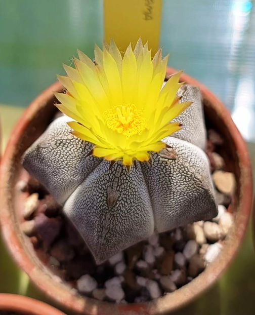 Astrophytum myriostigma cv Onzuka - Astrophytum myriostigma cv Onzuka