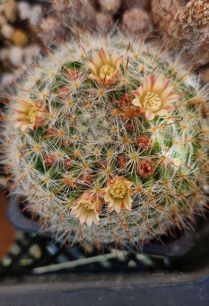 M bocasana cu flori galbene - Mammillaria