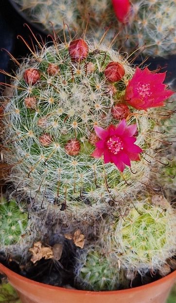 M bocasana cu flori roz - Mammillaria