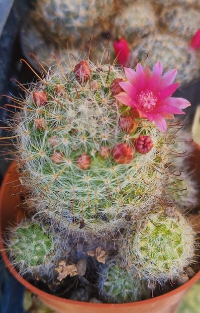  - Mammillaria