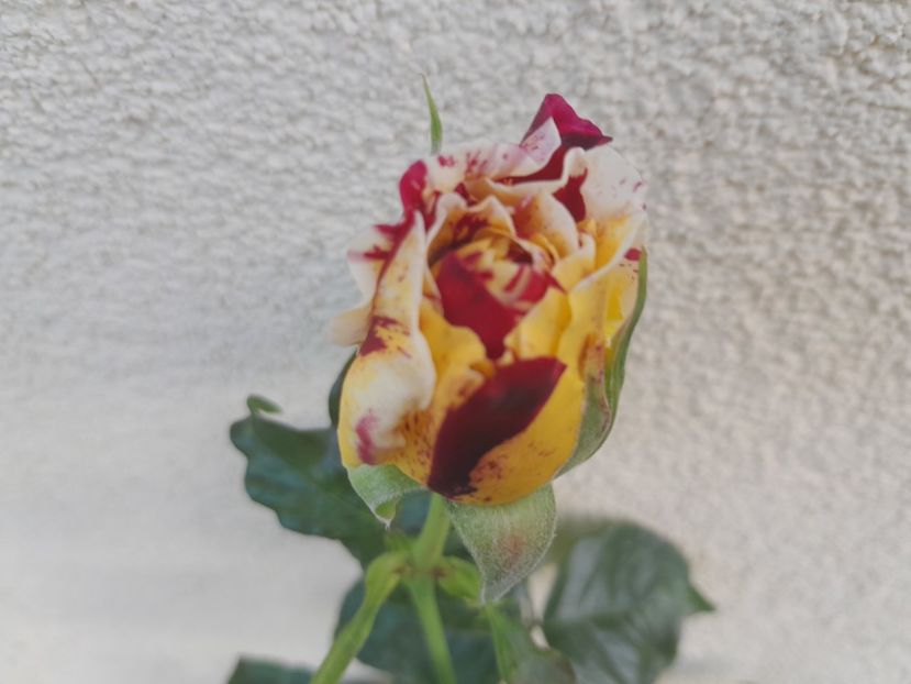 V.fraise - Primul bobocel și prima floricică mult așteptată