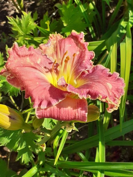  - 0001 HEMEROCALLIS - DELPHINUM