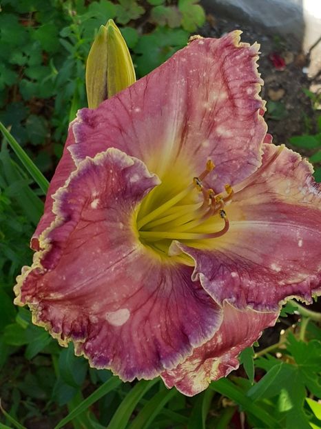  - 0001 HEMEROCALLIS - DELPHINUM