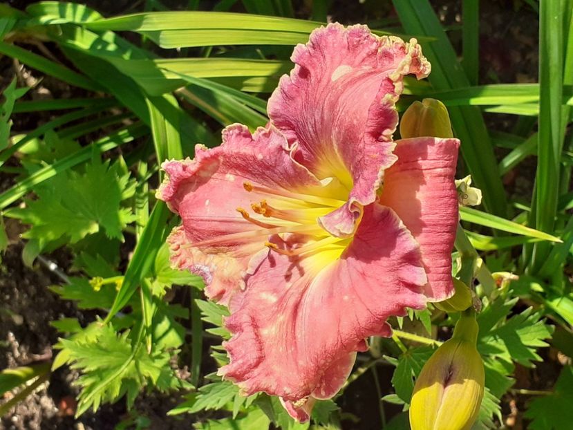  - 0001 HEMEROCALLIS - DELPHINUM