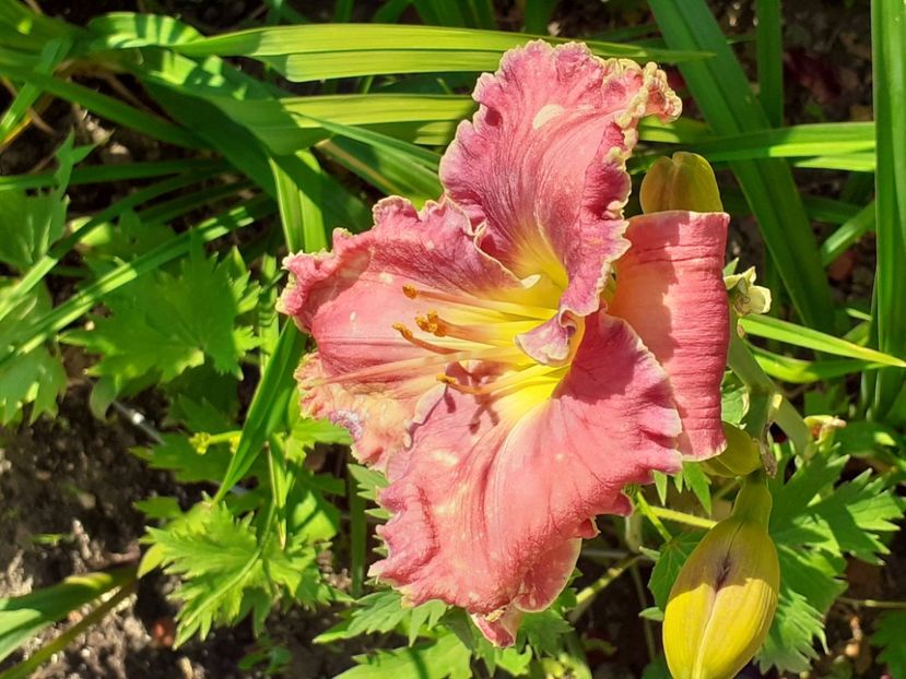  - 0001 HEMEROCALLIS - DELPHINUM