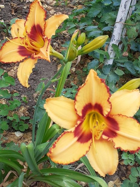 - 0001 HEMEROCALLIS - DELPHINUM