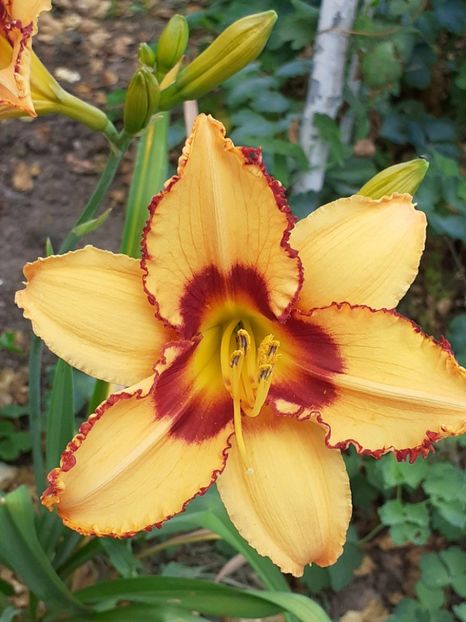  - 0001 HEMEROCALLIS - DELPHINUM