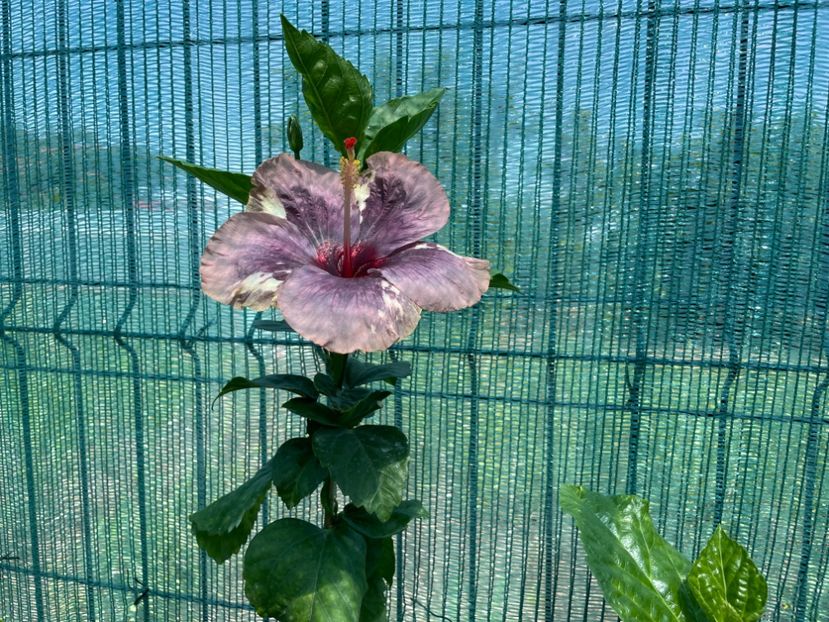  - 001 - Hibiscusi 2024 - 1