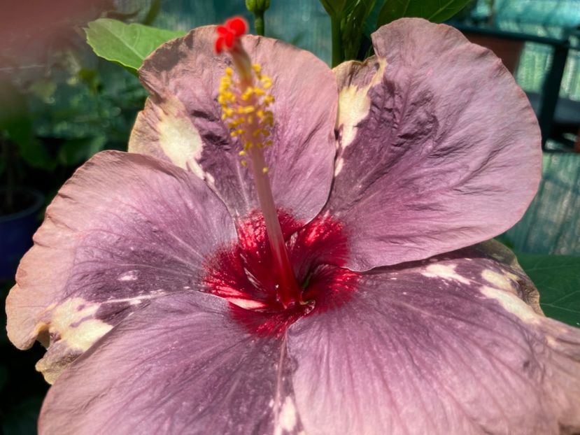  - 001 - Hibiscusi 2024 - 1