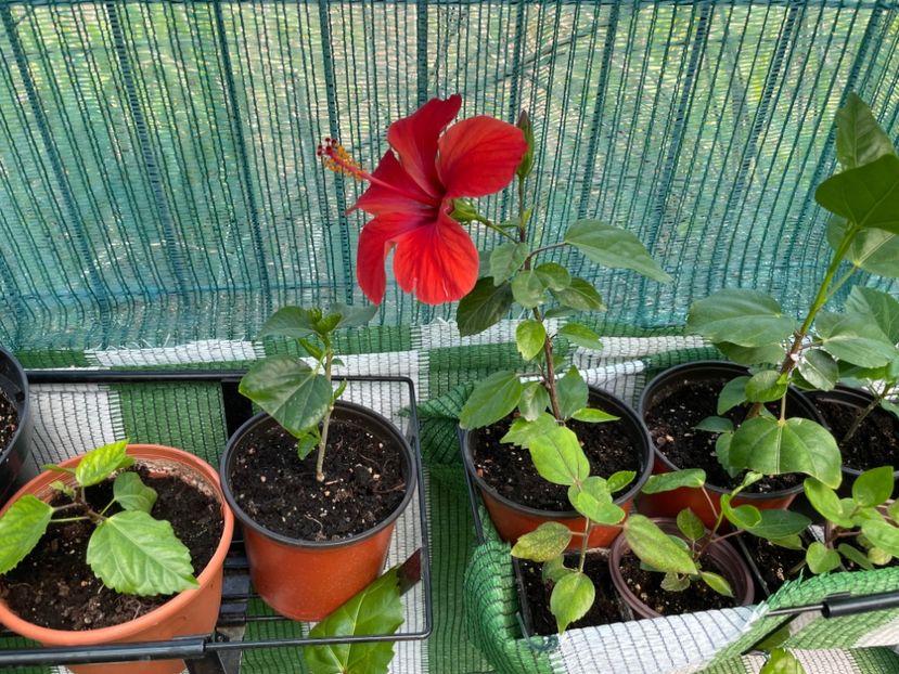  - 001 - Hibiscusi 2024 - 1