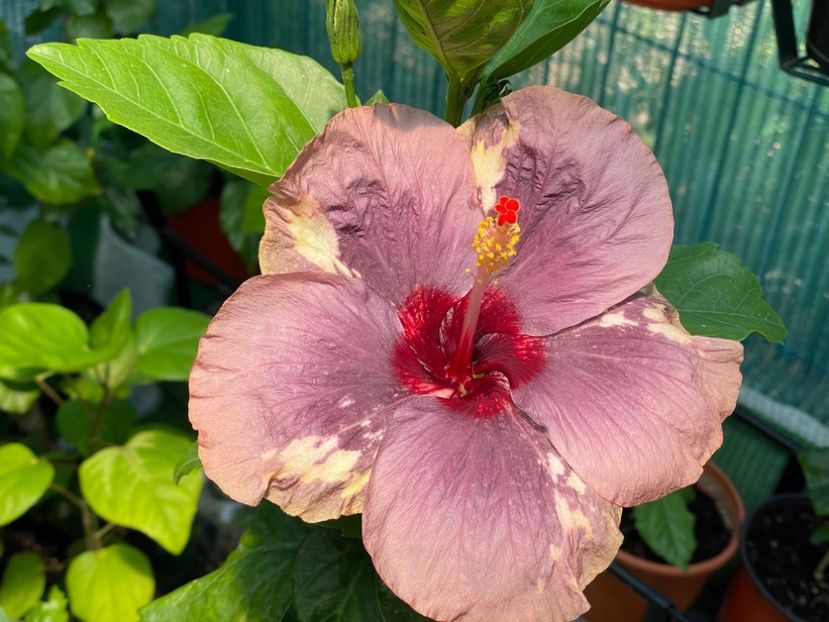  - 001 - Hibiscusi 2024 - 1