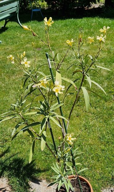 Marie Gambetta - Leandri 2024