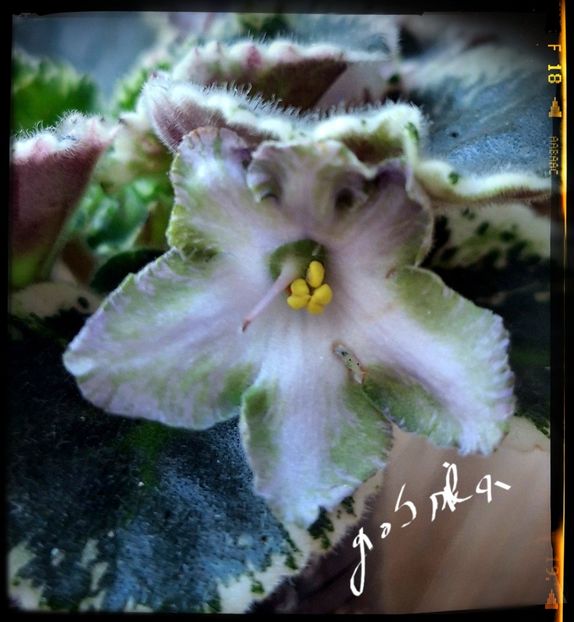  - PT Bells
