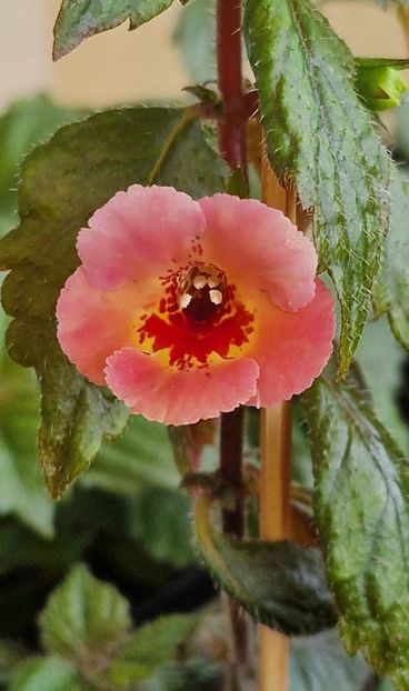 Yellow Queen Hybrid - Achimenes 2024