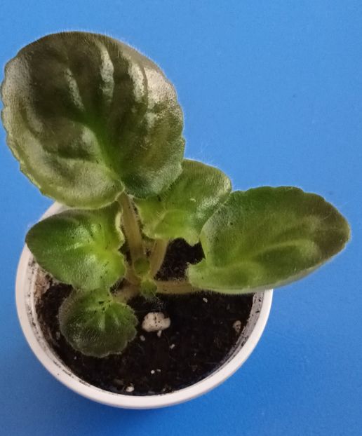  - Cajun s Royal Heir