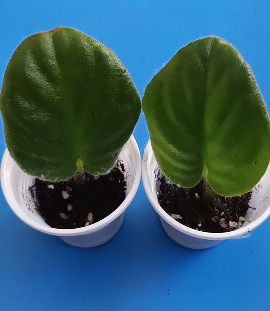  - RM - Volshenbyi Tulpan