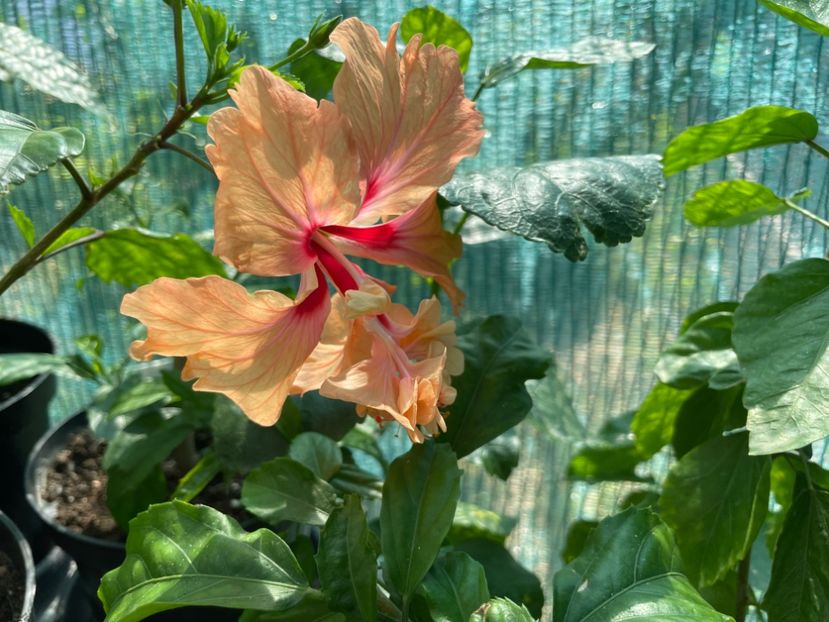  - 001 - Hibiscusi 2024 - 1