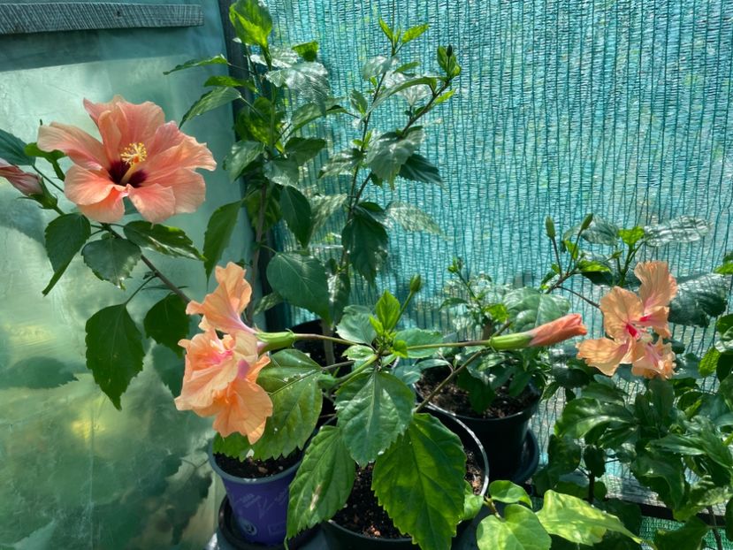  - 001 - Hibiscusi 2024 - 1