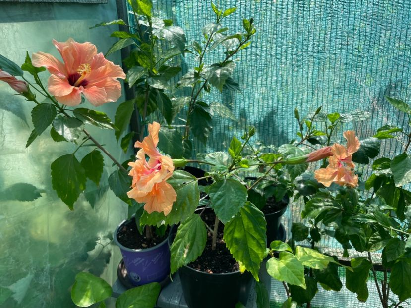  - 001 - Hibiscusi 2024 - 1