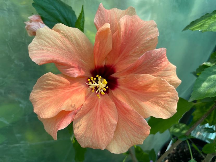  - Clasici - Apricot Dublu și Alb Dublu