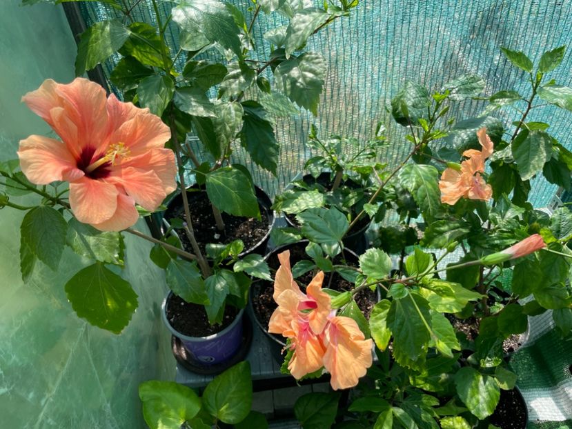  - Clasici - Apricot Dublu și Alb Dublu