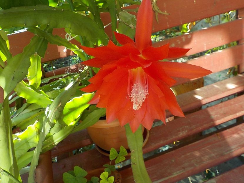  - Genul Epiphyllum