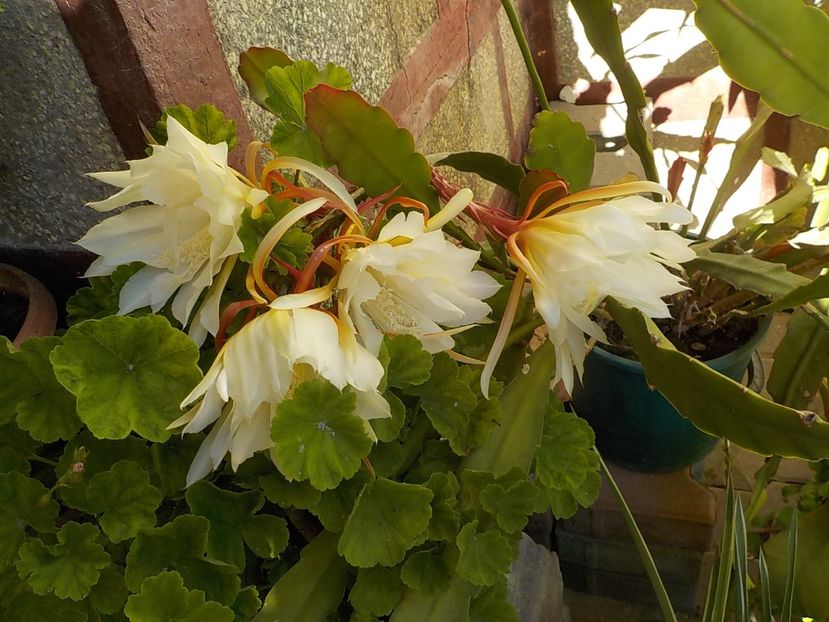  - Genul Epiphyllum