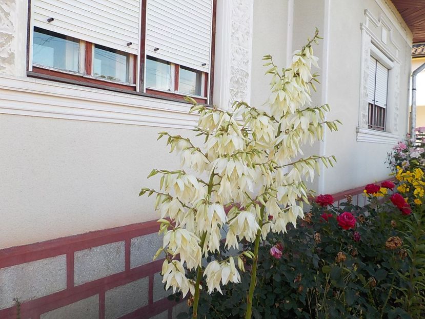  - yucca filamentosa